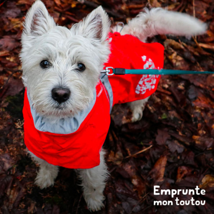 chien westie vêtu d'un manteau pour chien