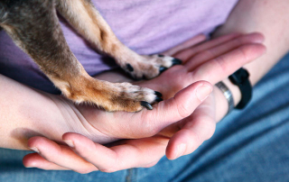 chien posant ses pattes sur les mains d'une personne