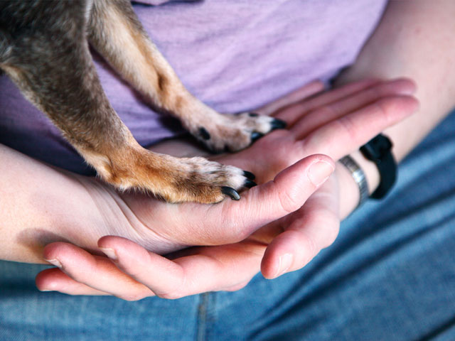 chien posant ses pattes sur les mains d'une personne