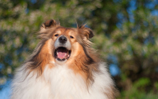 chien de race colley, aussi appelé berger écossais