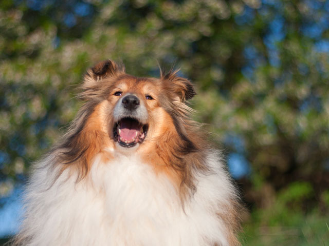 chien de race colley, aussi appelé berger écossais