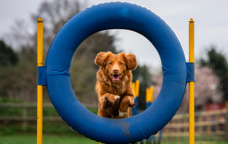 chien sautant dans un cerceau pratiquant le hoopers