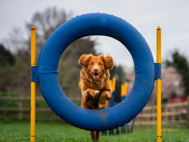 chien sautant dans un cerceau pratiquant le hoopers