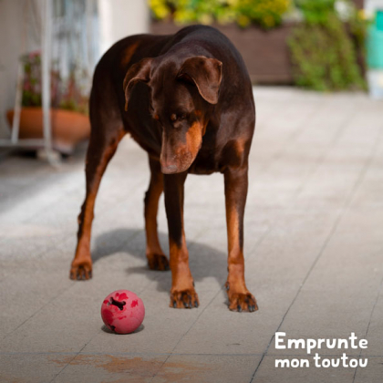 chien Dobermann marron et feu