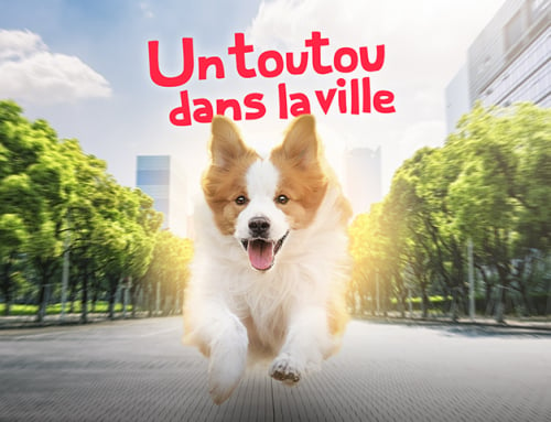 Un toutou dans la ville : les chiens à Troyes