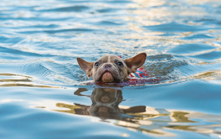 chien nageant dans l'eau
