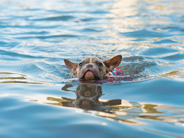 chien nageant dans l'eau