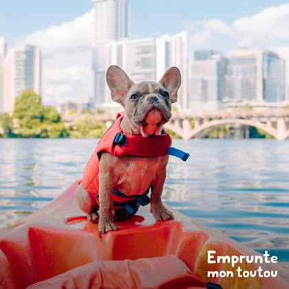 chien portant un gilet de sauvetage sur un bateau