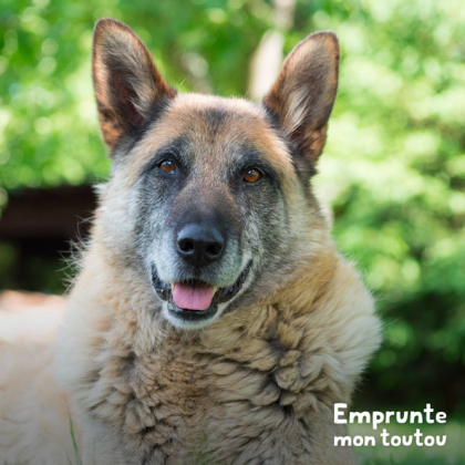 berger allemand, race de chien prédisposée aux AVC