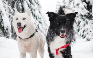 2 chiens dans la neige, après une séance de cani-luge