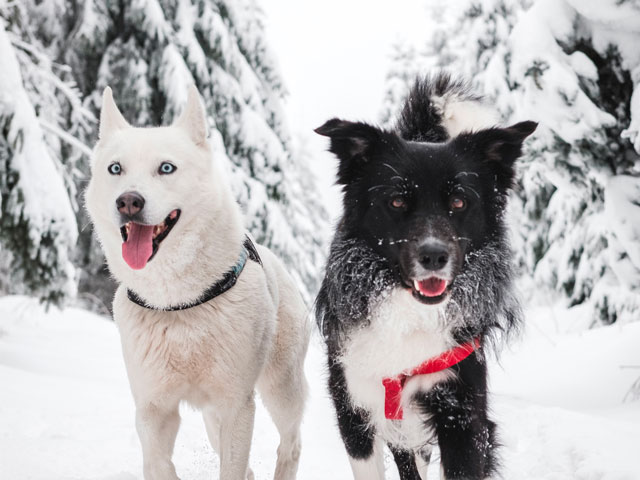 2 chiens dans la neige, après une séance de cani-luge