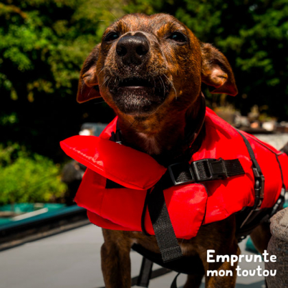 chien portant un gilet de sauvetage