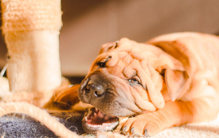 chiot sharpei mordillant une corde