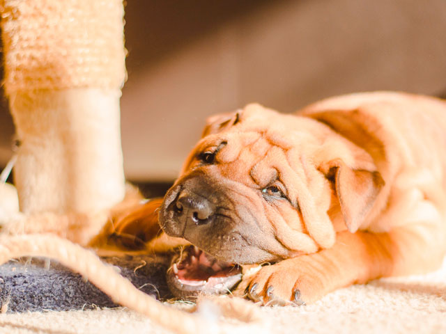 chiot sharpei mordillant une corde