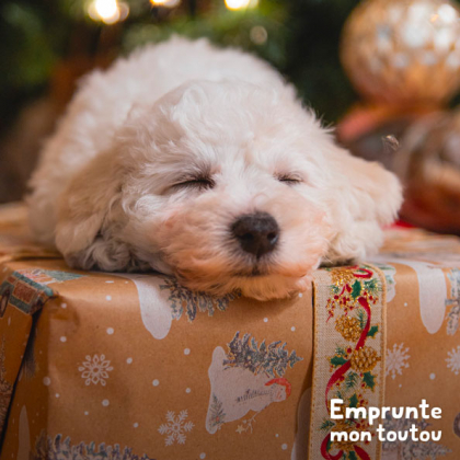 chien endormi sur un cadeau de Noël