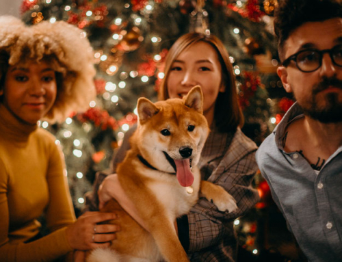 5 idées de cadeaux de Noël pour les amoureux des chiens !