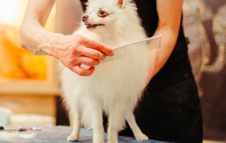 chien blanc se faisant brosser