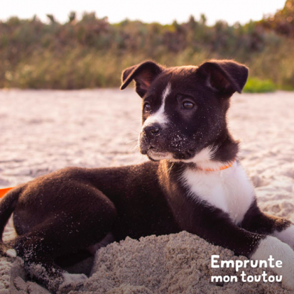 chiot possédant un pelage noir et blanc