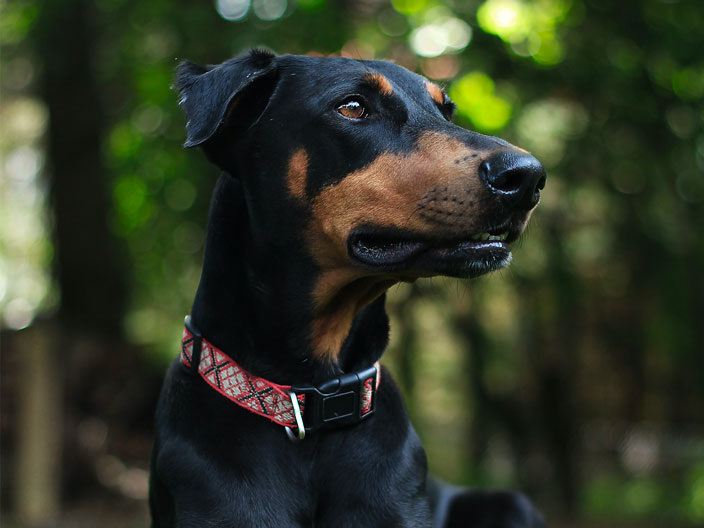 chien de race Doberman noir et feu