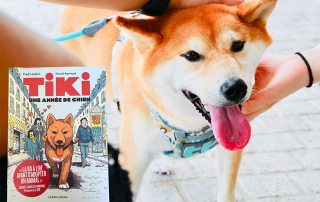 photo de shiba inu se faisant caresser