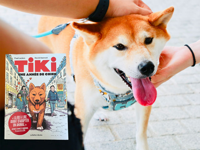 photo de shiba inu se faisant caresser