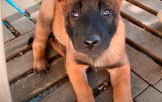 chiot berger belge malinois