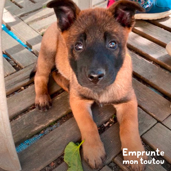 chiot berger belge malinois