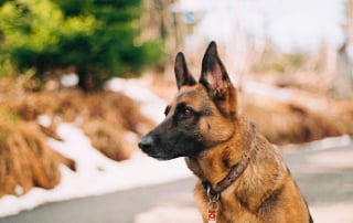 chien berger de Shiloh, race proche du Berger Allemand