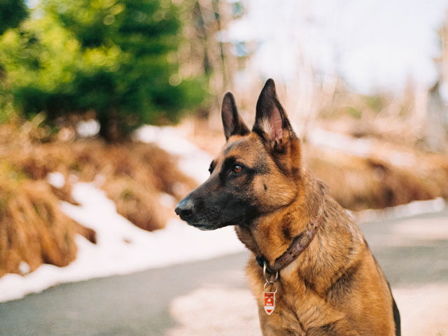 chien berger de Shiloh, race proche du Berger Allemand