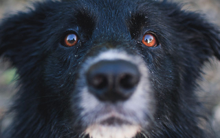 chien noir et blanc aux yeux marrons