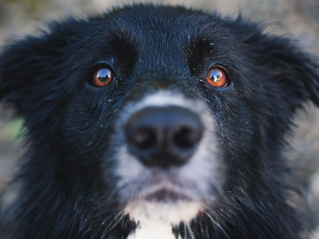chien noir et blanc aux yeux marrons