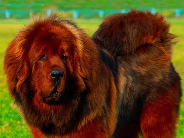 chien de race dogue du tibet