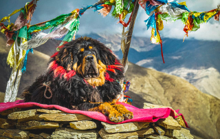 chien de race Dogue du Tibet noir et feu