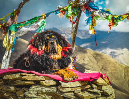 Tout savoir sur le Dogue du Tibet
