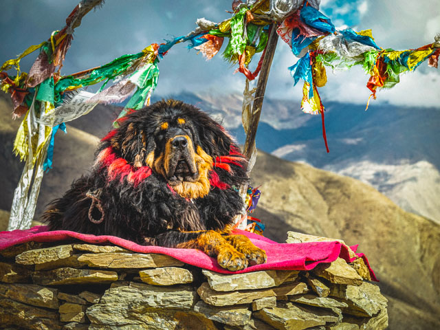 chien de race Dogue du Tibet noir et feu