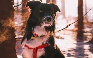 chien border collie portant un harnais pour pratiquer le Fatbike