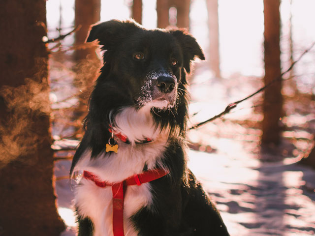 chien border collie portant un harnais pour pratiquer le Fatbike