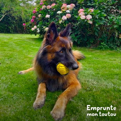 chien de race berger allemand à poils longs tenant une balle dans sa gueule