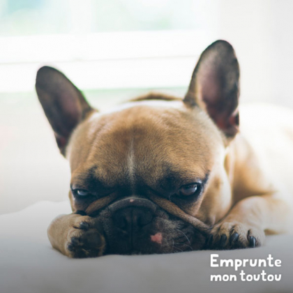 chien bouledogue français malade