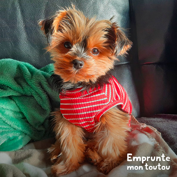 chien de race Yorkshire Terrier