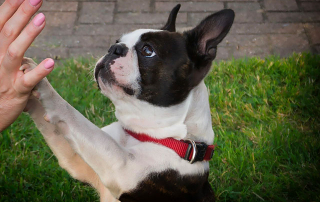 chien de race boston terrier