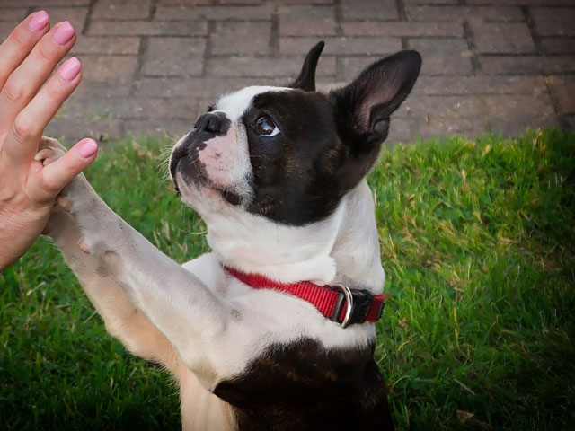 chien de race boston terrier