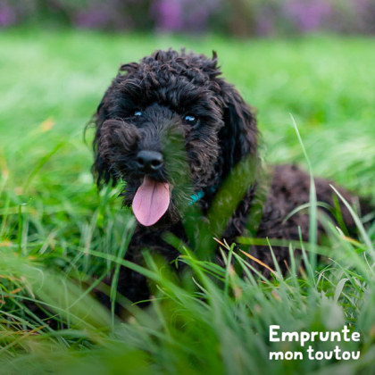 chien dans l'herbe pendant une promenade 