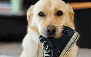 chien de race labrador beige tenant une chaussure dans la gueule