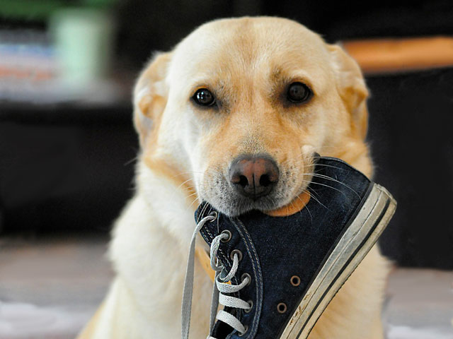 chien de race labrador beige tenant une chaussure dans la gueule