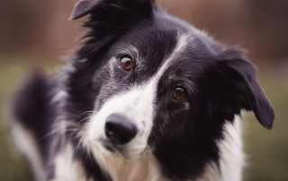 chien Border Collie qui penche la tête sur le côté