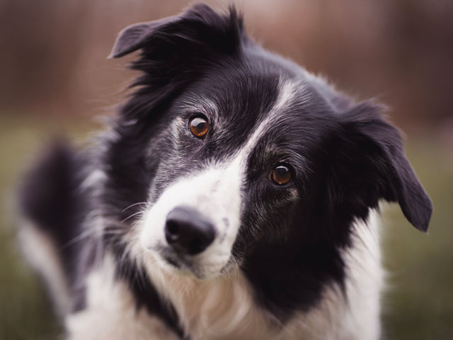 chien Border Collie qui penche la tête sur le côté