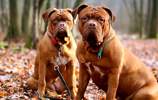 deux dogues de bordeaux, des chiens possédant un instinct de protection développé