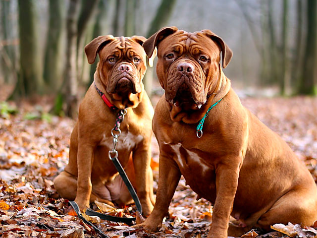 deux dogues de bordeaux, des chiens possédant un instinct de protection développé