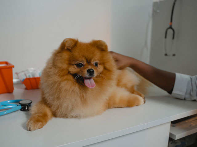 chien loulou de poméranie chez le vétérinaire